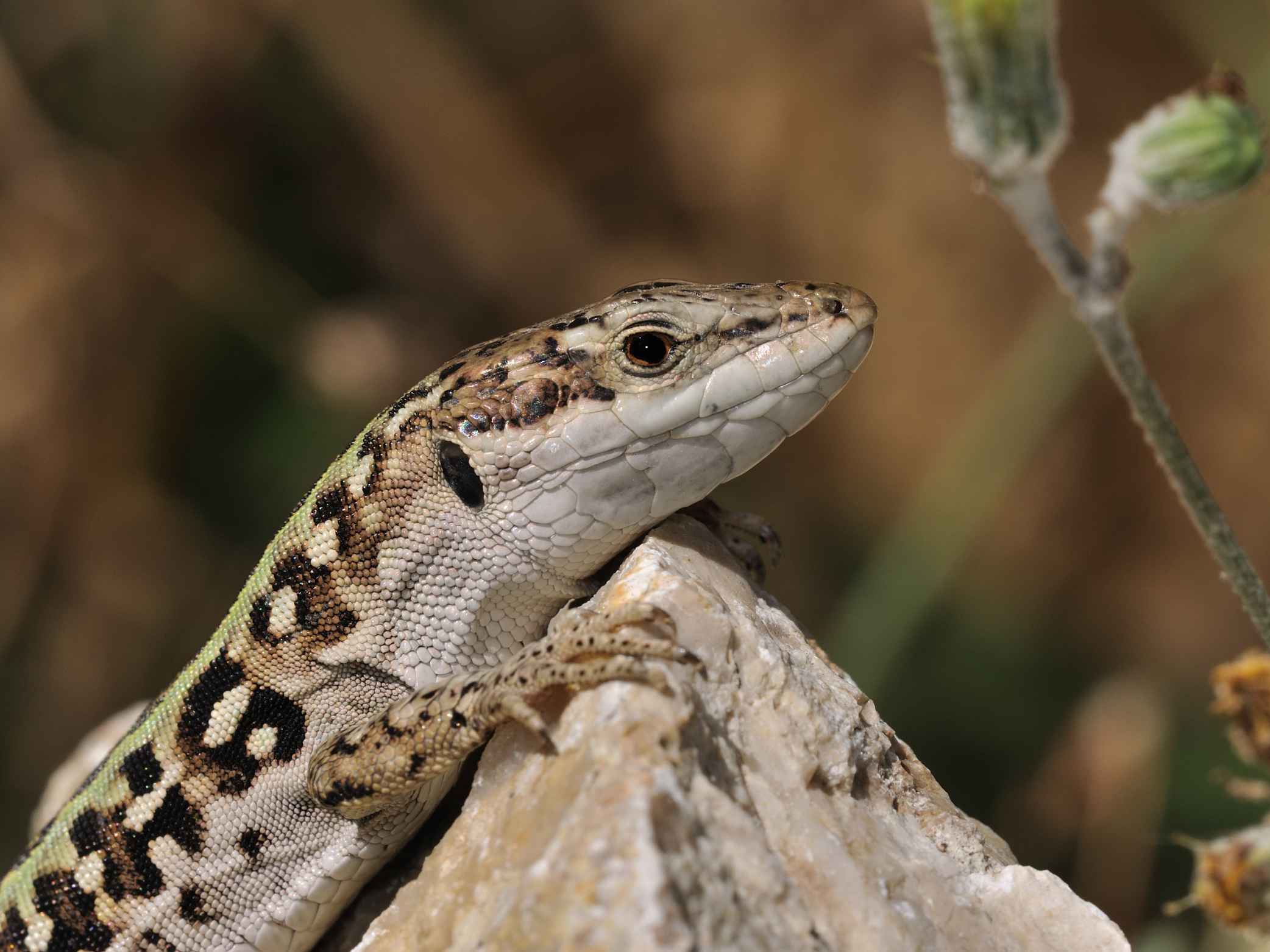 Lacertidae  (Podarcis siculus